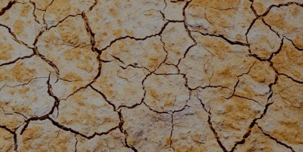 Beyond Carbon Reporting: Nature-related policies